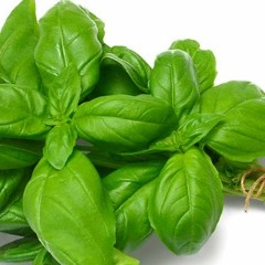 Basil