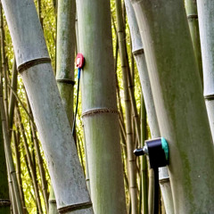 BambooForest_Windy_Soft_3
