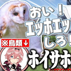 ﾎｲｻﾎｲｻ #holohawk