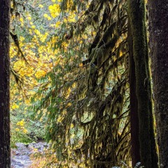 Above The Trees, Interlude
