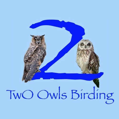 Garganey & Bittern Somerset Levels