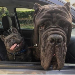 nosotro si         !adxlanto snippet