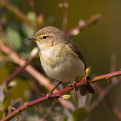 Chiffchaff song, Surrey, England, April 1977