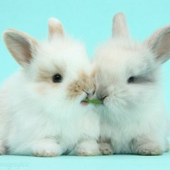 BUNNIES