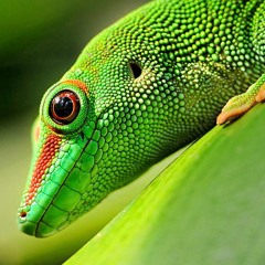 Reptilian Dreams Pt. 2