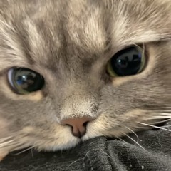 xero