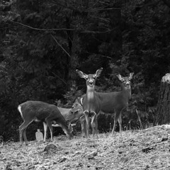 The Hunters Game (demo ii)