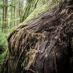 In wild places (excerpt)