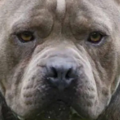 ACARAE'PITBULL (con NICOSATURATE,MATUTE)