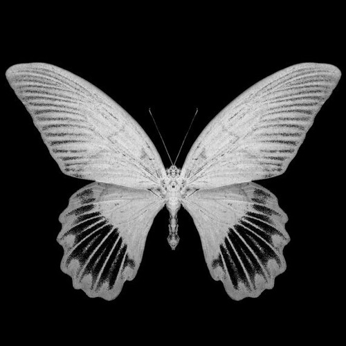 Download Stream Evol Love By Svg Dxrrxgh Listen Online For Free On Soundcloud