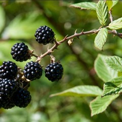 Blackberry Picking (unmastered).mp3