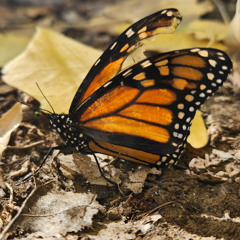 RiskBisk Jazz Study/Work music