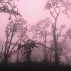 pink fog
