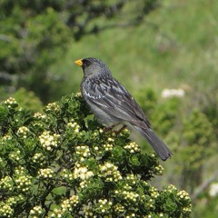 Incaspize petit deuil - Rhopospina fruticeti - peninsule valdes Argentine