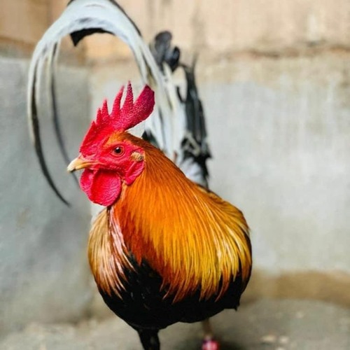 #CAMELIA#SUPERWALETVVIP [ H3R! ] SPECIAL REQ Anjank X Lapaull