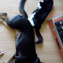 FoolishLittleTrance-loop