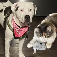 Mary had a little lamb -3