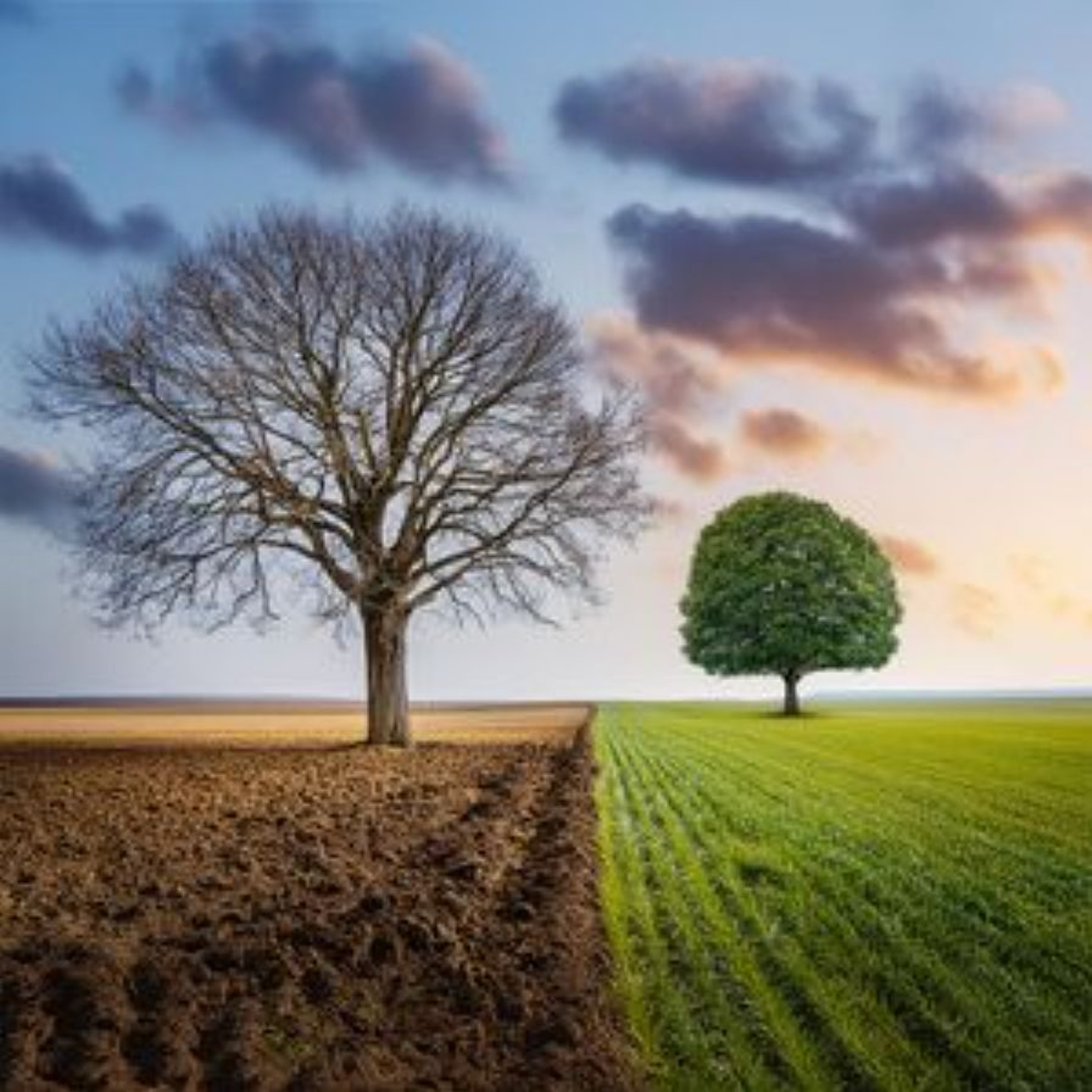 The Choice of Two Trees | 12May2024 episode artwork