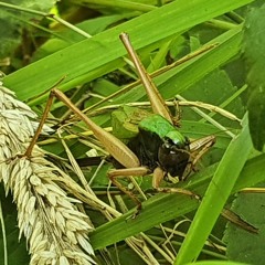 Basque Wide-Winged Bush-Cricket - Zeuneriana abbreviata