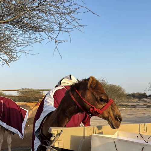 ‎⁨شيلة : أهل الظفر والحميه  اداء : حمد الطويل  اخراج : سماء المجد⁩.m4a