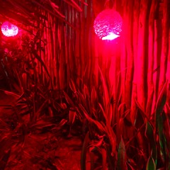 Paradise colors rainbow