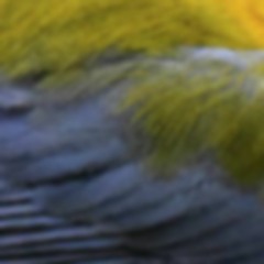 If I Had A Bird