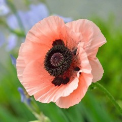 May Flowers