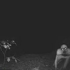 High energy playlist for going insane to
