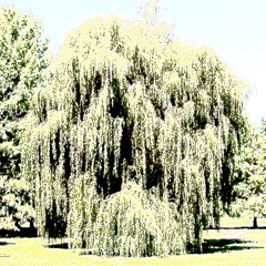 underneath the willow (number48)