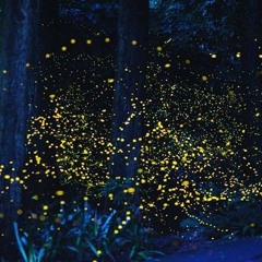 fire flies
