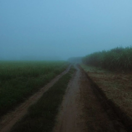 meanwhile in a field