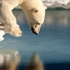 Polar Bear (Prod. by Esco)