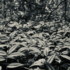 CODECAST X - LD Hypno - HYPNOJAM #1