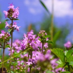 Three Folk Hymn Songs for Horn and Piano: 2. Dunlap's Creek