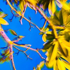 Amarillo Forest