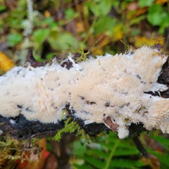 SMART MUSHROOM