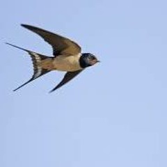Swallow