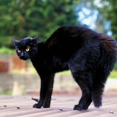 Where Does One Go - Unfinished