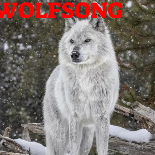 Stream Wolfsong by LittleWolf | Listen online for free on SoundCloud
