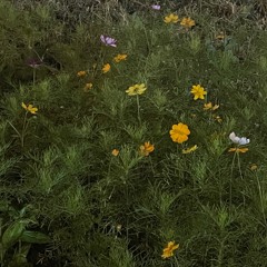 시시콜콜한 이야기