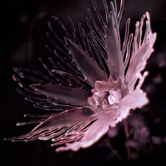 Dania - Heart Shaped Burn