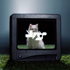 WHITE CAT ≽^• ˕ •^≼
