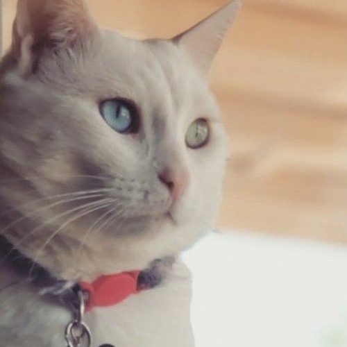 The enemy of my enemy(V2)