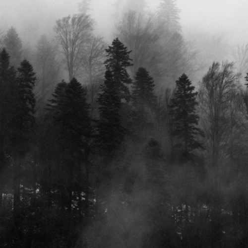 Sneaking In A Dark Forest 🌲 Episode 1