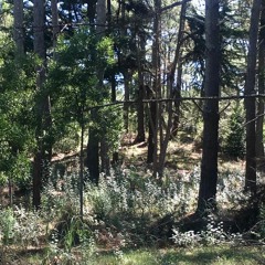 sevaderretir feat. ninja acuatico & gabi T