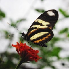 Melanchomelia