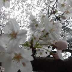 Good Kid and a Fox Spirit offvocal