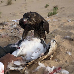 ‎⁨شيله| متى على الله يطلع سهيل⁩