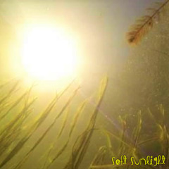 Soft Sunlight