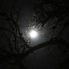 in search of a bastion